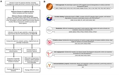 Comparative Genomics Identifies Putative Interspecies Mechanisms Underlying Crbn-Sall4-Linked Thalidomide Embryopathy